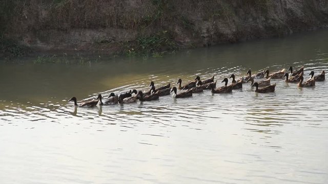 duck swim in river