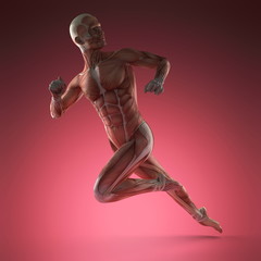 Human Muscle Anatomy