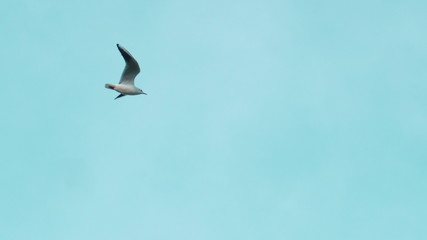 seagull flying in the blue sky