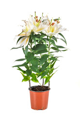 white lilium in studio