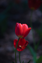 Garvin Woodland Gardens Tulip Festival 