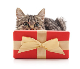 Gray kitten with a gift.
