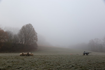 Obraz na płótnie Canvas Sheep in fog and hoarfrost on pasture