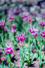 Fototapeta premium Garvin Woodland Gardens Tulip Festival 