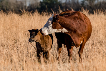 But I Already Washed Behind My Ears! © jackienix