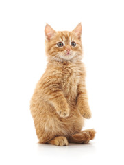 Obraz premium Kitten stands on its hind legs.