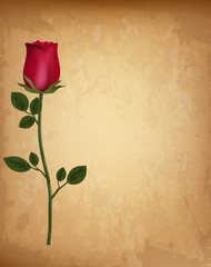 Happy Valentine's Day background. Single red rose on an old paper background. Vector.