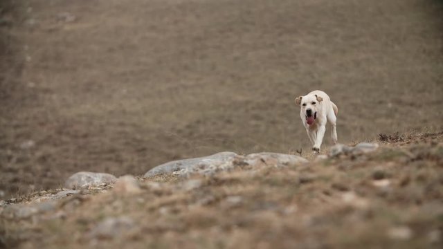 Positive droll golden labrador dog cheerfully running in grass in mountins, ears are flopping in air, doggy runs in direction of camera - slow motion shot