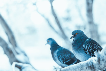 pigeons sitting hunched on a branch in the winter day