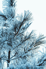 frozen spruce in hoarfrost in winter afternoon