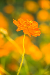 Cosmos  flowers  in the field of Lumphun province countryside Thailand