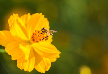 Cosmos flower and bee in the field of Lumphun province countryside Thailand