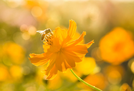 Fototapeta Cosmos flower and bee in the field of Lumphun province countryside Thailand