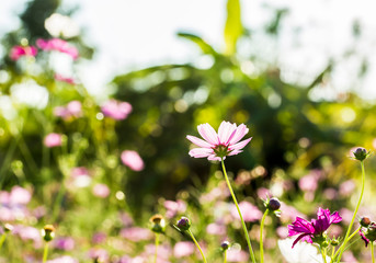 Cosmos  flowers  in the field of Lumphun province countryside Thailand