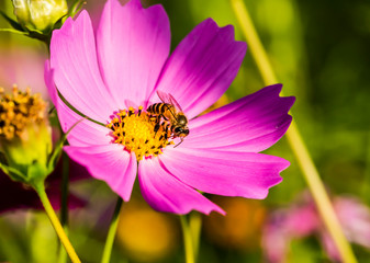 Cosmos flower and bee in the field of Lumphun province countryside Thailand