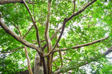 Fototapeta premium Big tree Ficus moraceae on stone morning sunlight / Large Moreton Bay Fig tree Ficus macrophylla