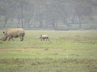 RhinoNakuru