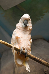 the Goffin cockatoo bird sitting on a branch