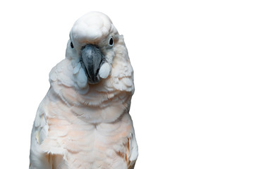 the Goffin cockatoo parrot closeup © vladimir
