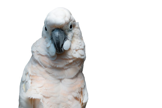 the Goffin cockatoo parrot closeup