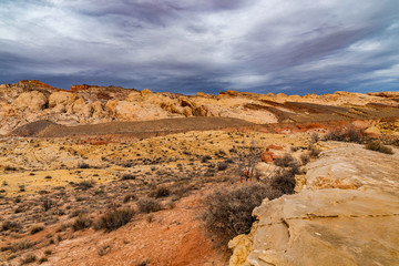 The Southwest Desert