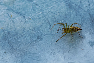 The spider on the metal ground on a nature background.