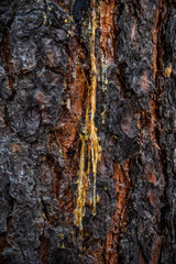 Tree Sap Flow