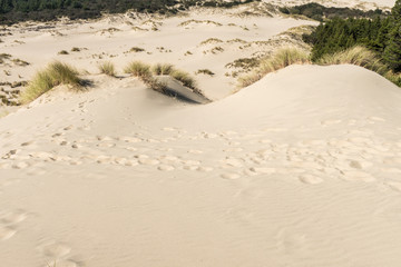 A sand hill from a high point of view over the Oregon dunes