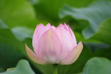 Fototapeta premium 蓮の花