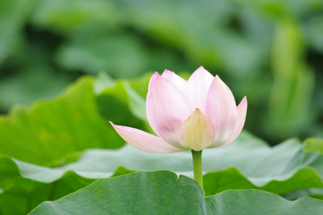 Fototapeta premium 蓮の花