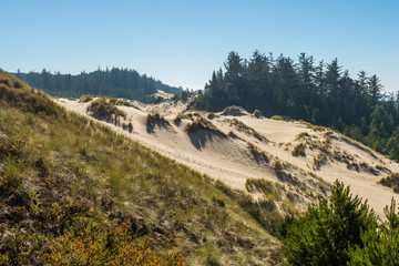 The sand and coastline from a high point of view over the Oregon dunes