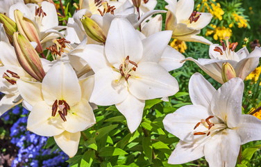 White lily flowers with dew drops on petals