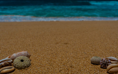 Fototapeta na wymiar Seascape background. Shells and sea urchins on tropical beach. Copy space. 