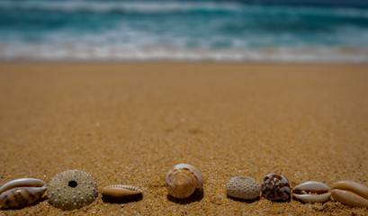 Sea shells on the sand. Summer beach background. Summer time concept, copy space. 