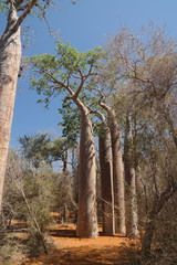 Fototapeta na wymiar Landscape with Adansonia grandidieri baobab tree in Reniala national park, Toliara, Madagascar