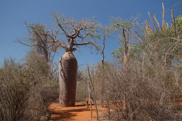 Deurstickers Baobab Landschap met de baobabboom van Adansonia grandidieri in het nationale park van Reniala, Toliara, Madagascar