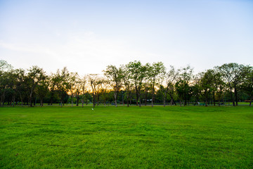 Obraz premium Sunset at city public park with green field and tree