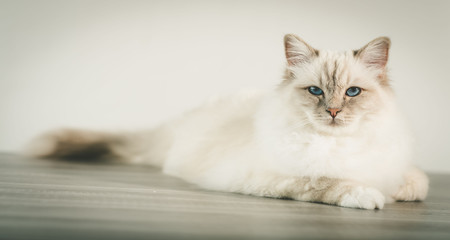 Portrait of beautiful sacred cat of burma