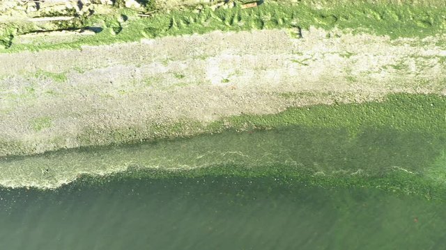 Algae Green Beach Aerial View Overhead Straight Above Drone Angle