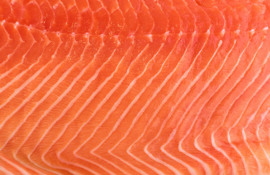 Natural Atlantic Norwegian Salmon Fillet Texture or Pattern