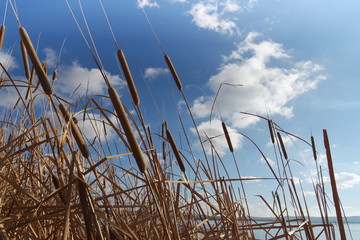 Obraz premium Reeds blue sky background wallpaper