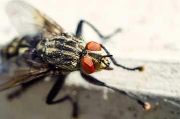 fly