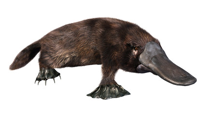 3D Rendering Platypus on White