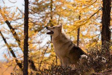 dog in mongolian forest