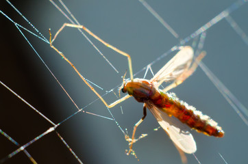 mosquito in web