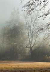 la bellezza delle luci e della nebbia in inverno di primo mattino attorno alle piante - 240352300