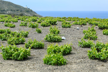 Weinanbau auf Santorini in Griechenland