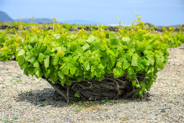 Weinanbau auf Santorini in Griechenland © Winfried Rusch