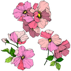 Vector Pink rosa canina. Floral botanical flower. Engraved ink art. Isolated rosa canina illustration element.
