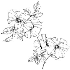 Vector Rosa canina flower. Black and white engraved ink art. Isolated rosa canina illustration element.